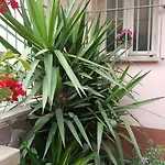 Fiorestella Bed & Breakfast 3*