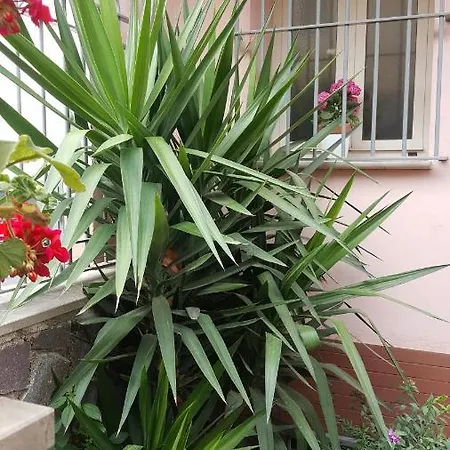 Fiorestella Отель типа 